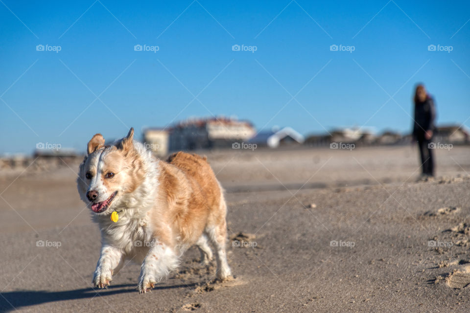Blonde border collie mix dog running on a sandy beach with a bright blue sky and an out of focus human in the background