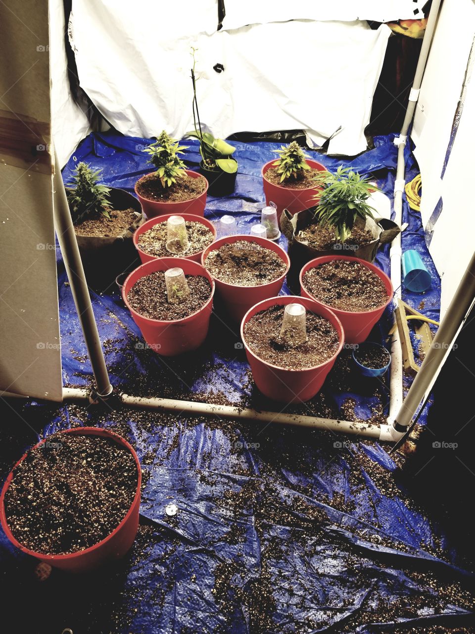 Medical Marijuana Home Grow