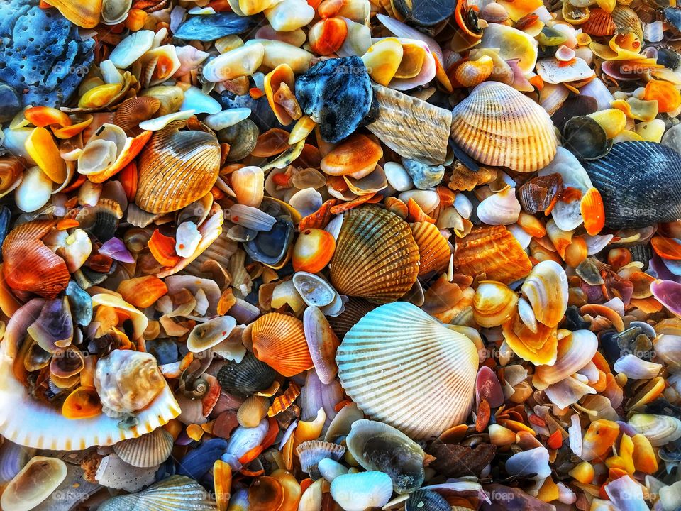 Seashells on Anastasia Island Beach—taken in St. Augustine, Florida 
