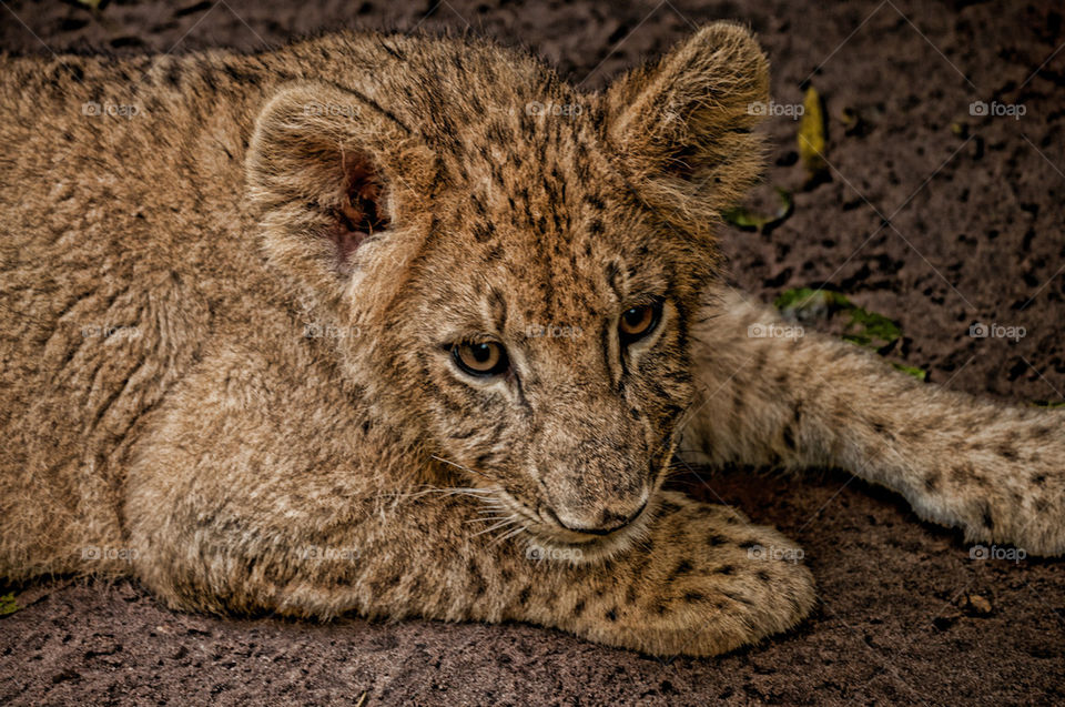 Male lion cub