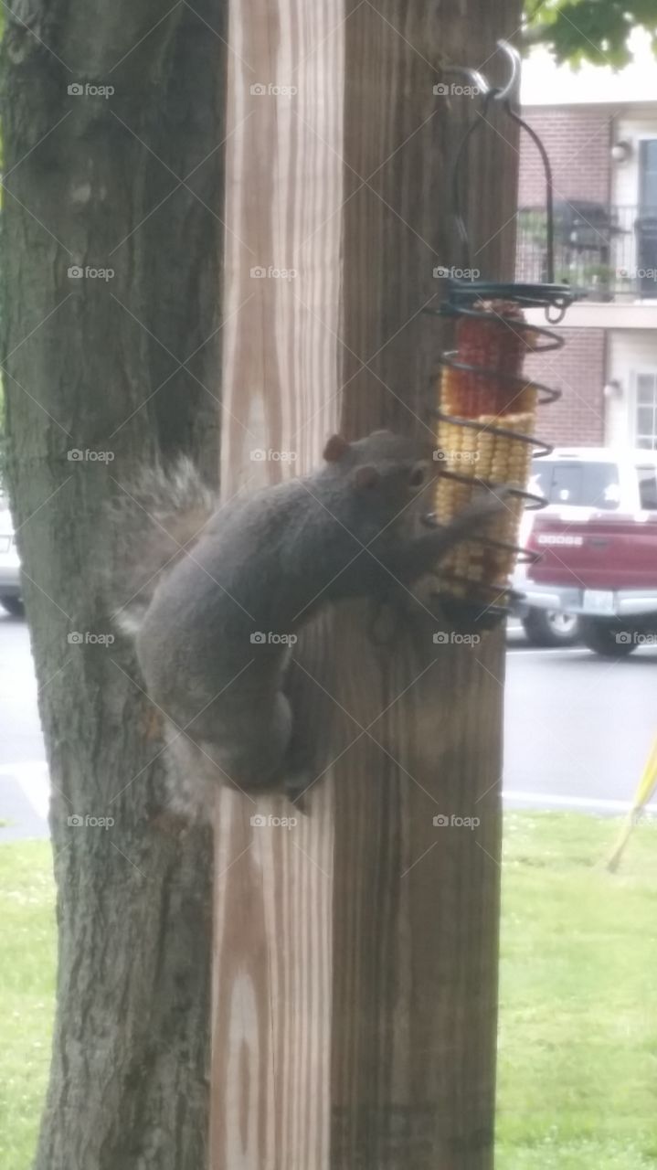 Squirrel