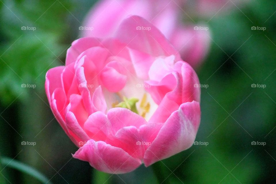 Tulip. Tulip opening its petals 