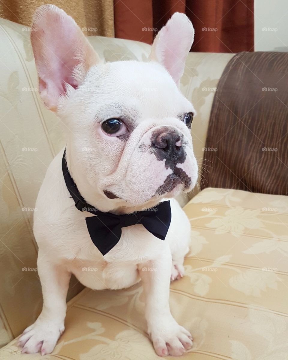 french bulldog with a bow tie