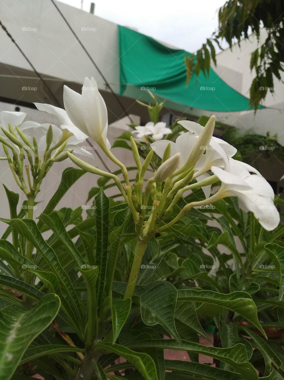 white flower seasonal fresh shurb small size shurb looks very beautiful generally found everywhere