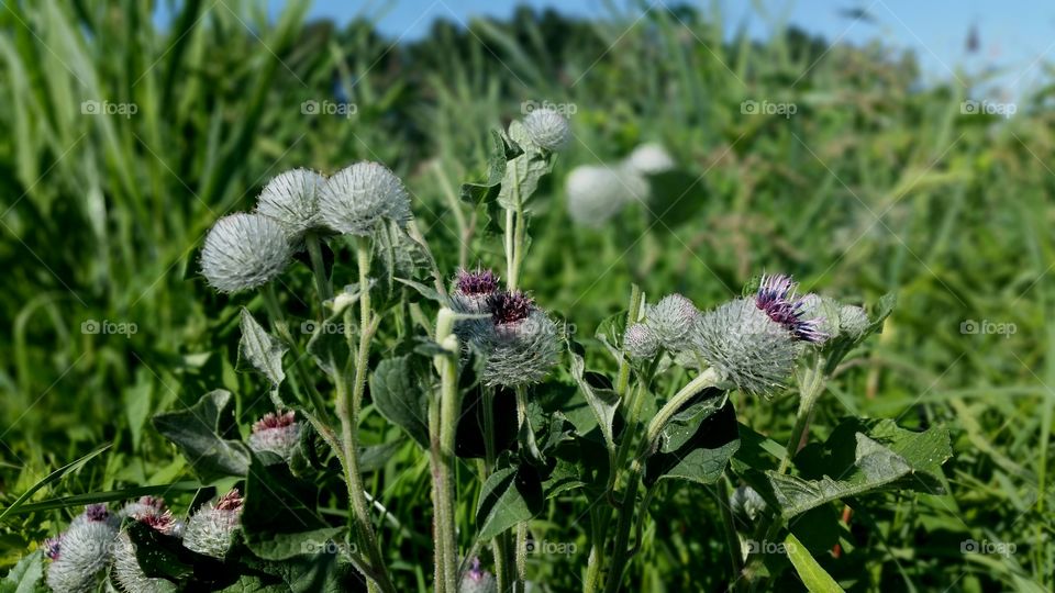 blooming thistle