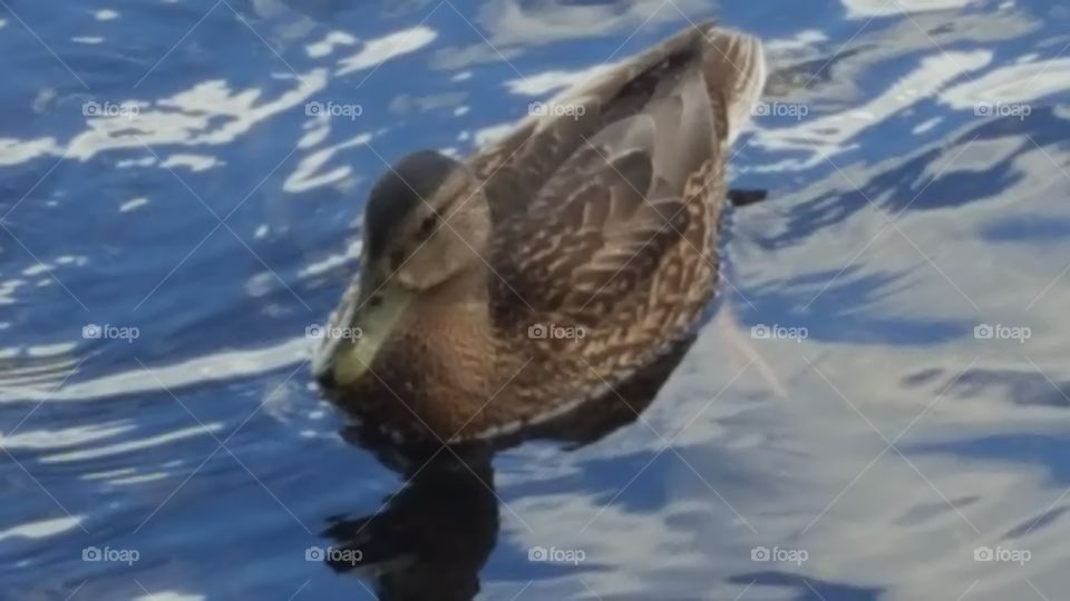 mama duck