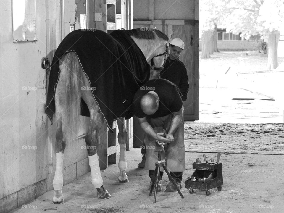 Todd Pletcher Racing Stables. Roan racehorse gets a new set of horse racing shoes in the backstretch stables at Belmont Park. 

zazzle.com/Fleetphoto 