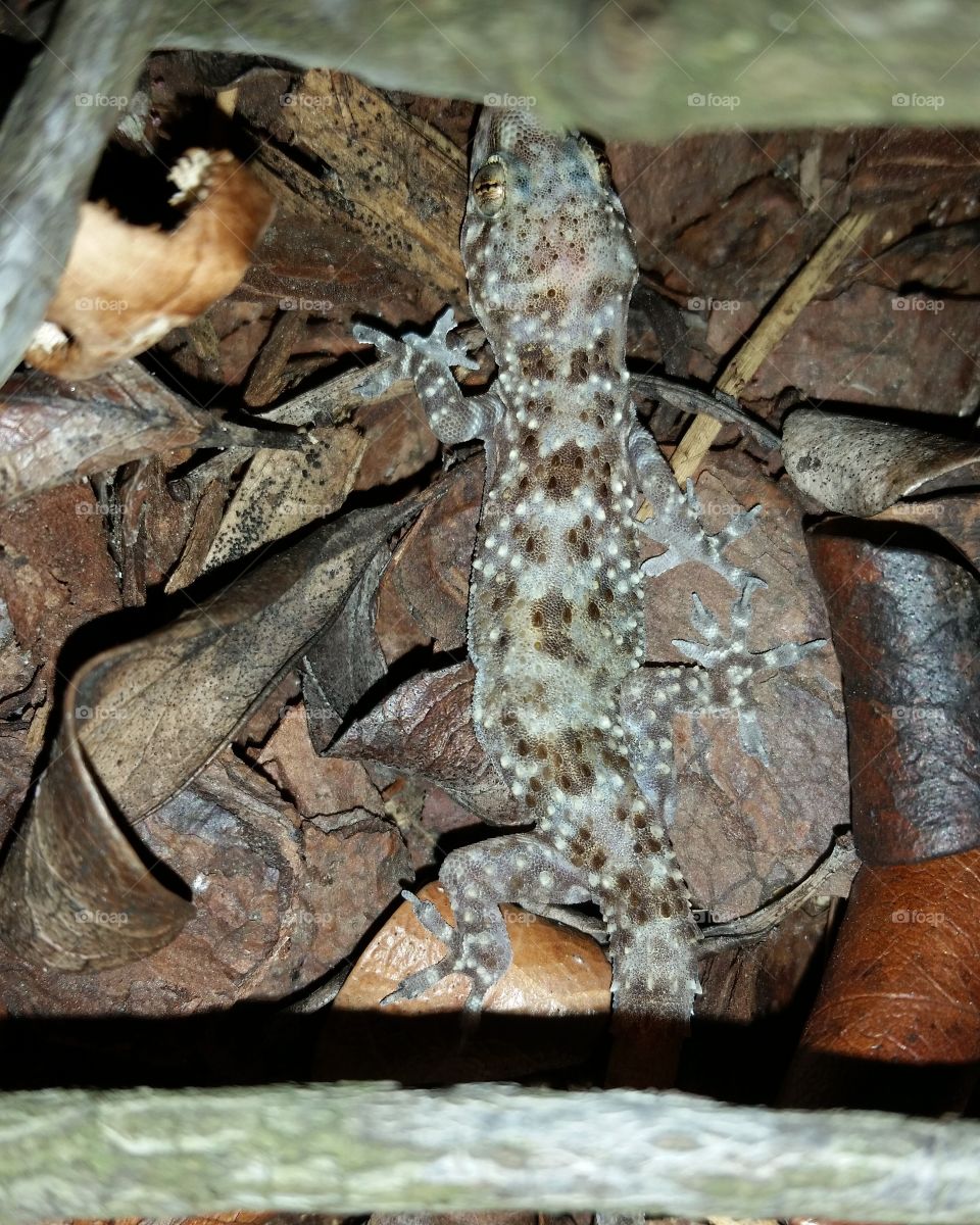 Gecko in Leafs