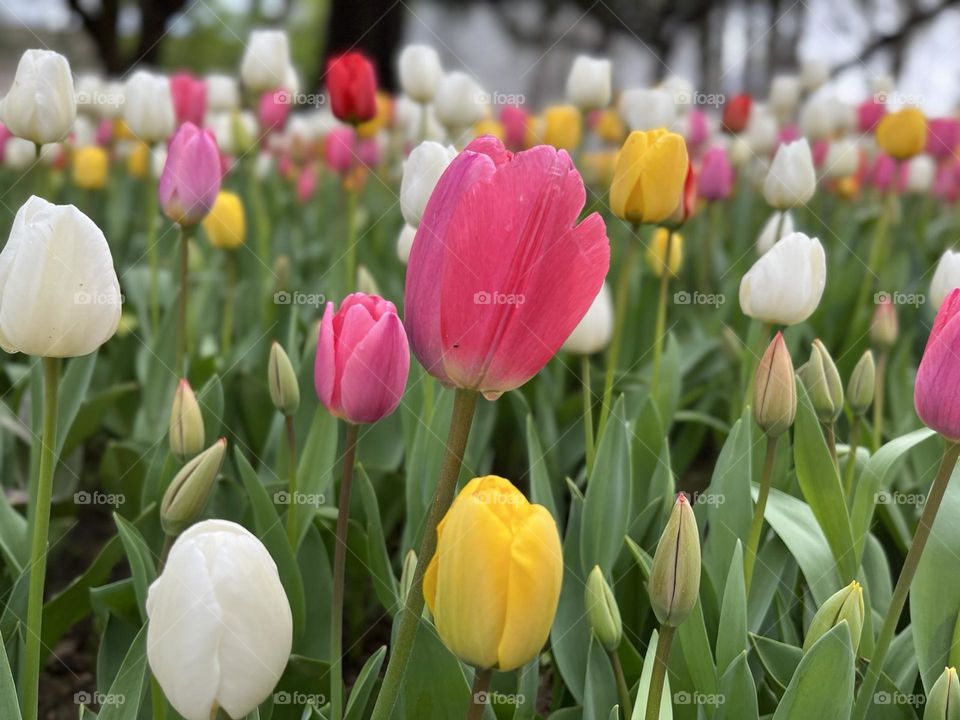 tulips