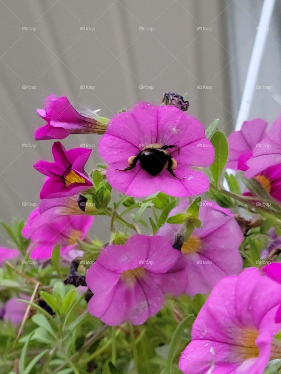 Guess What?  Bee Butt!