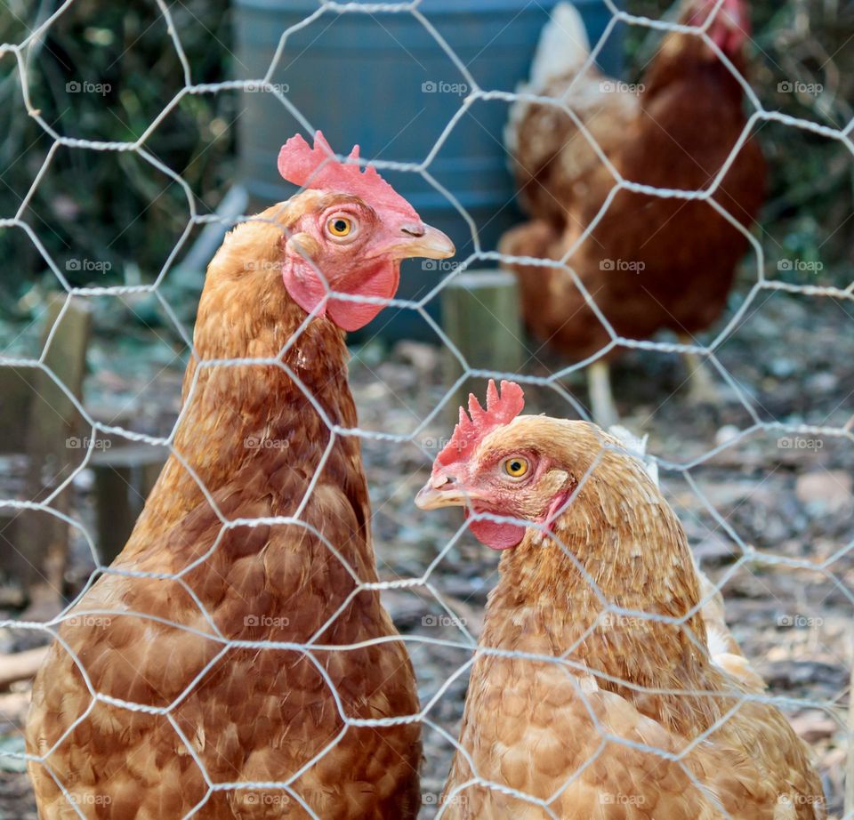 A pair of chickens cautiously eyeing you up through the wire fence.