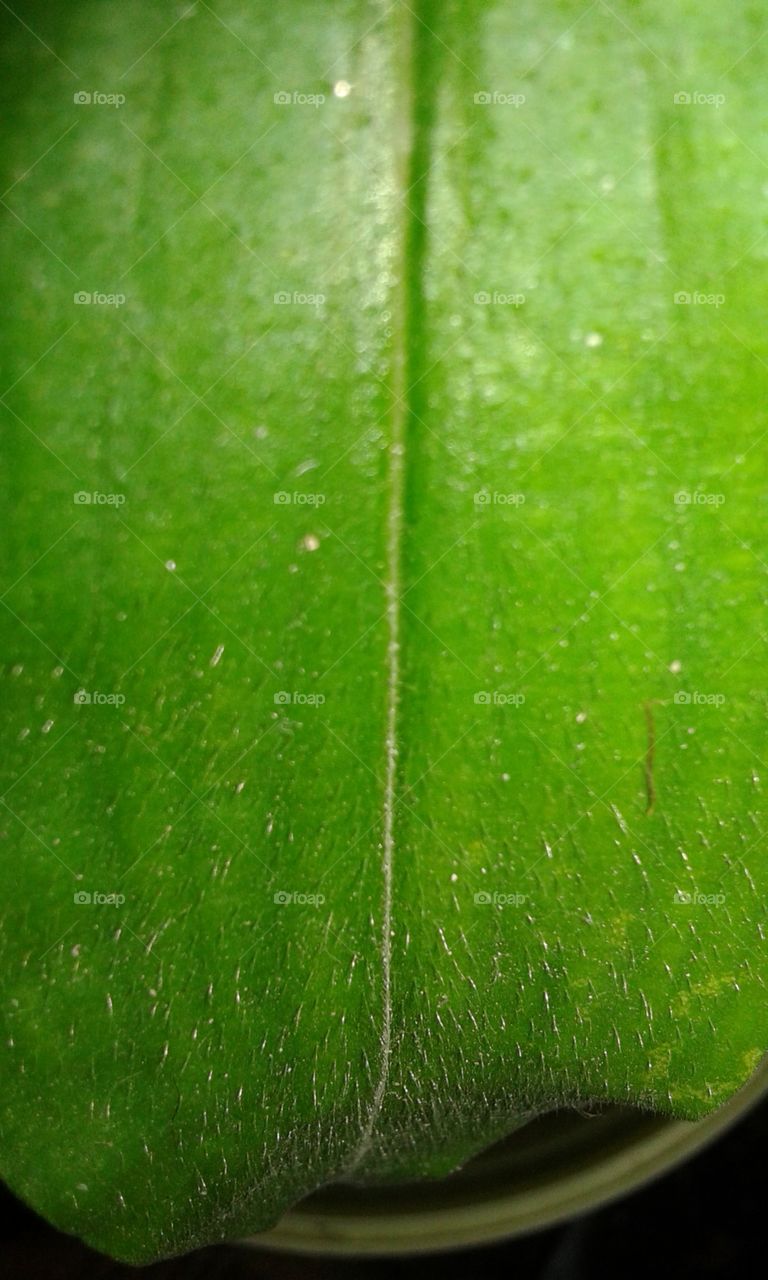 leaf