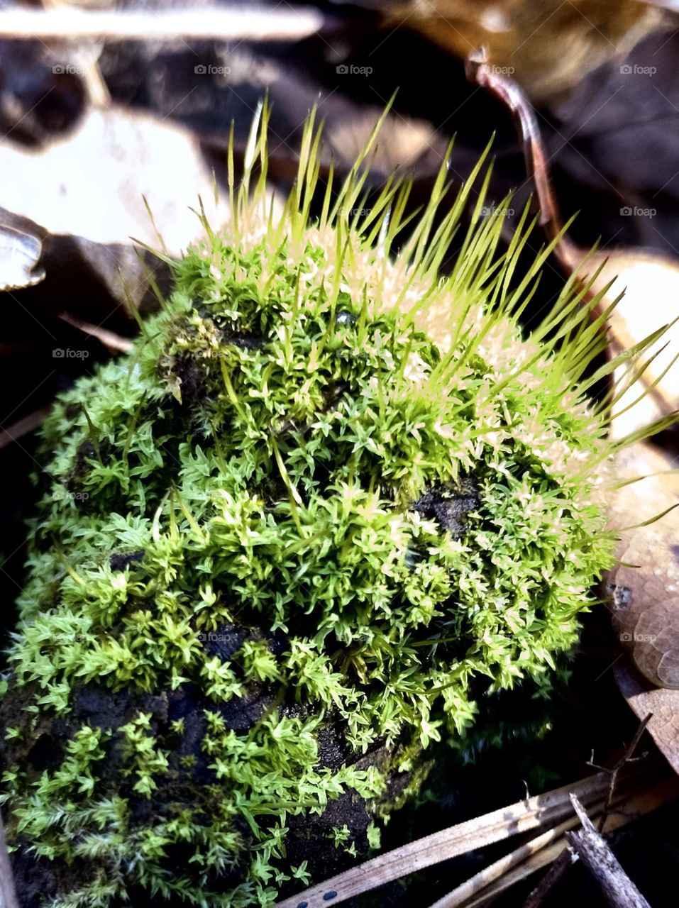 Macro view of bright green moss 