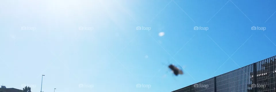 insect