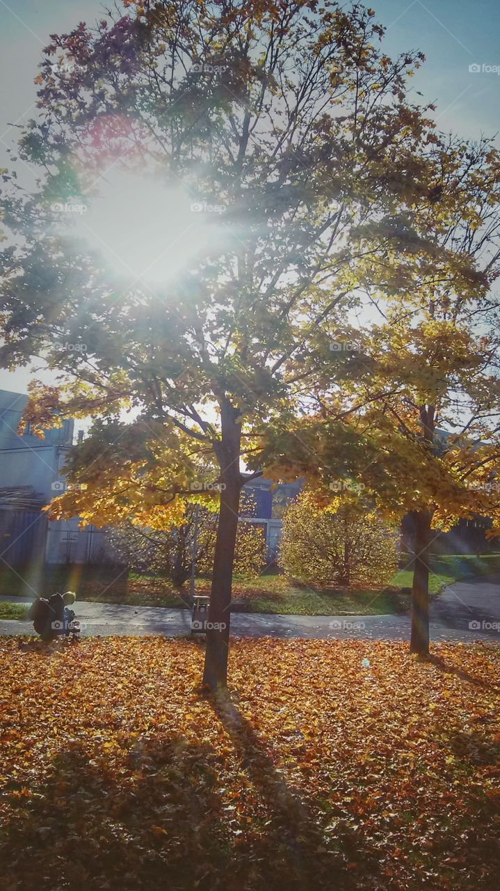 golden autumn at the campus