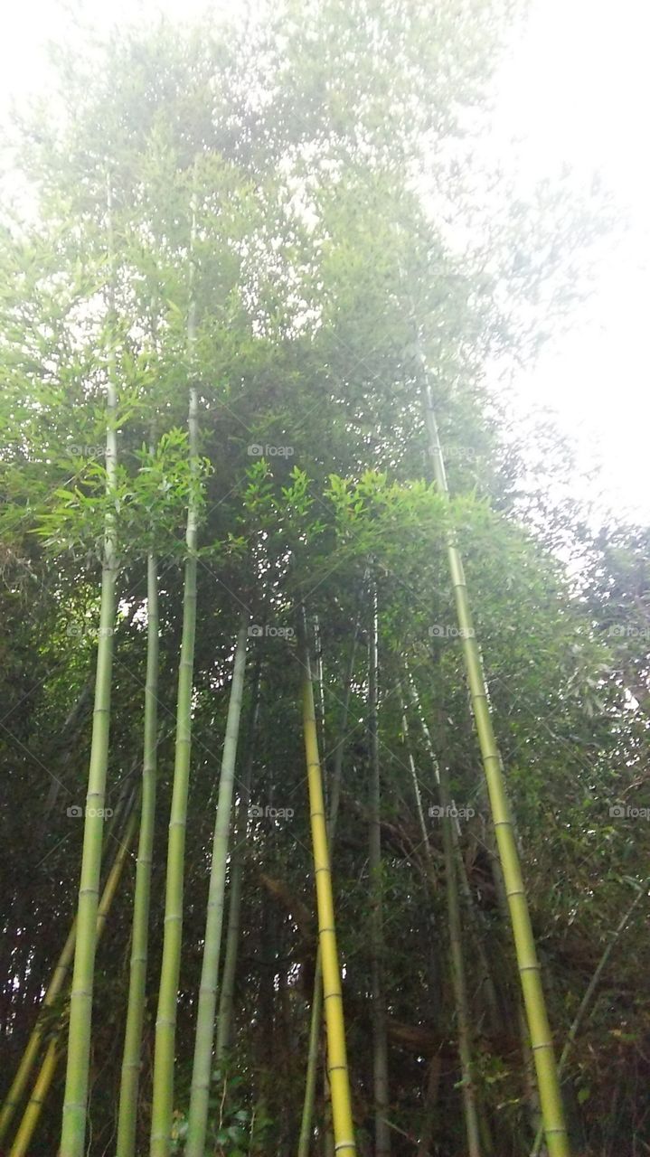 Nature, Bamboo, Leaf, Wood, Tree