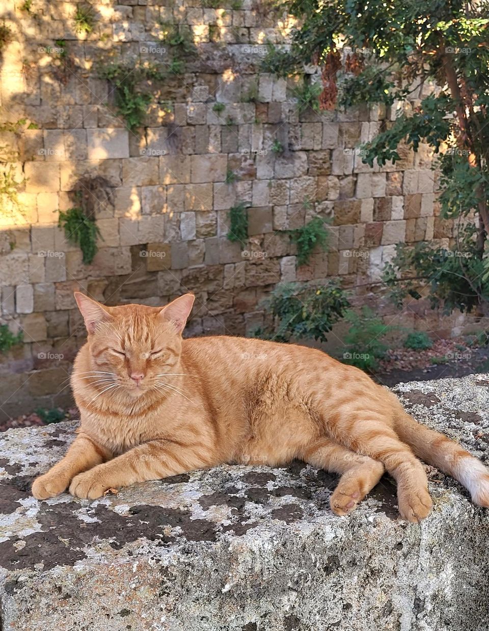 cat in Rhodes