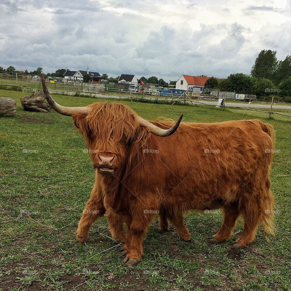 Highland cattle