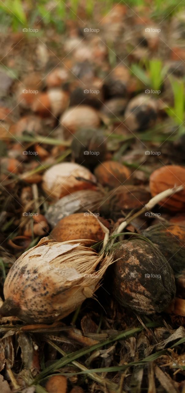 Palm tree seeds fall