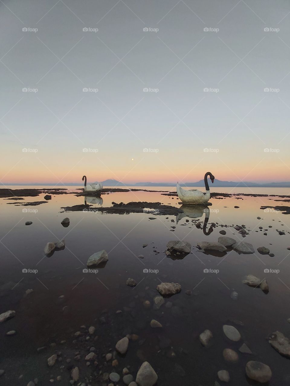 cisnes en el lago llanquihue