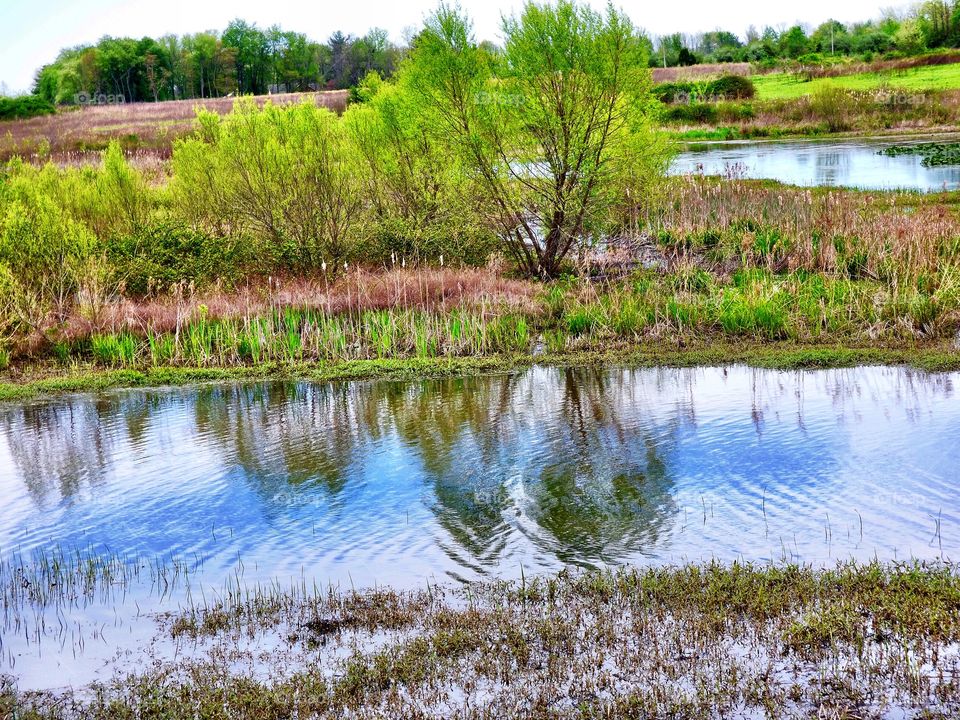 Beautiful spring in Indiana nature preserve 