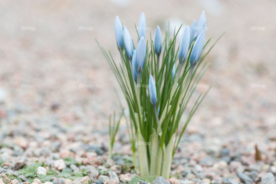 Closeup of light blue flowers in early spring 