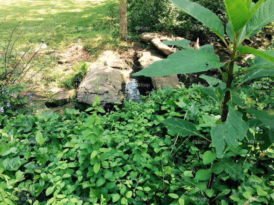 A look through the leaves.