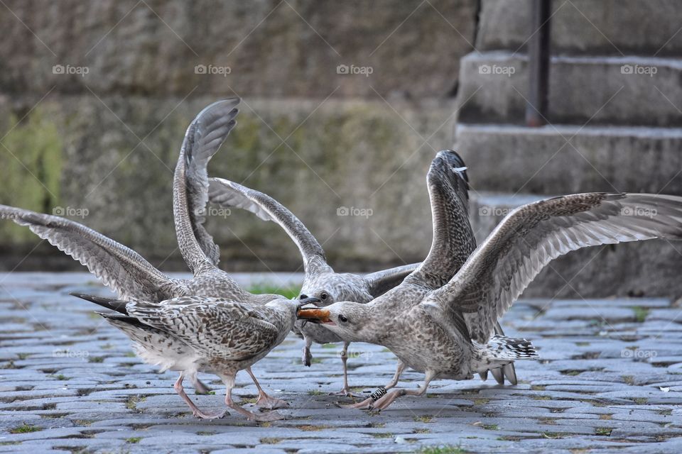 Seagulls fighting over food