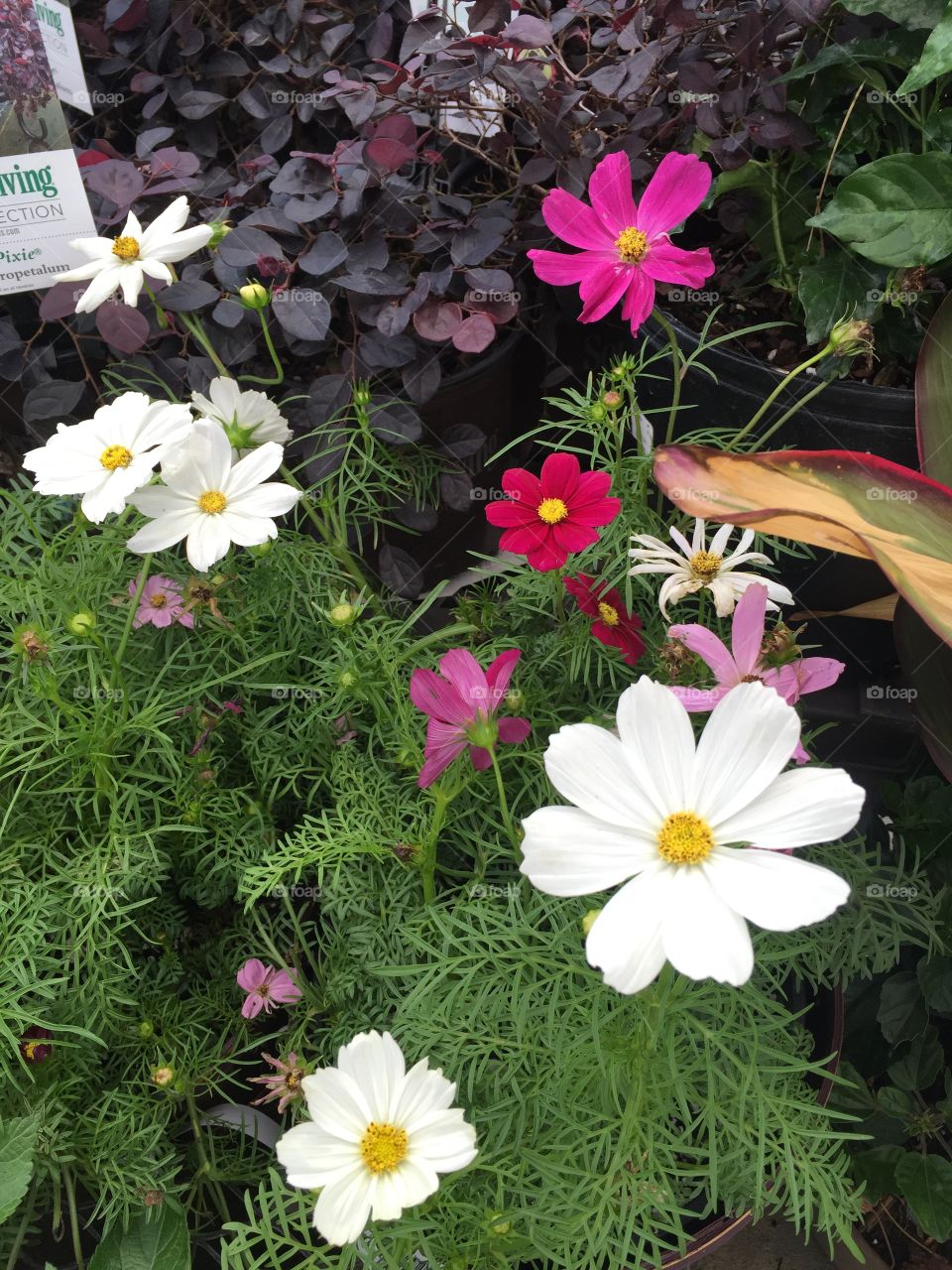 White and yellow cosmos 
