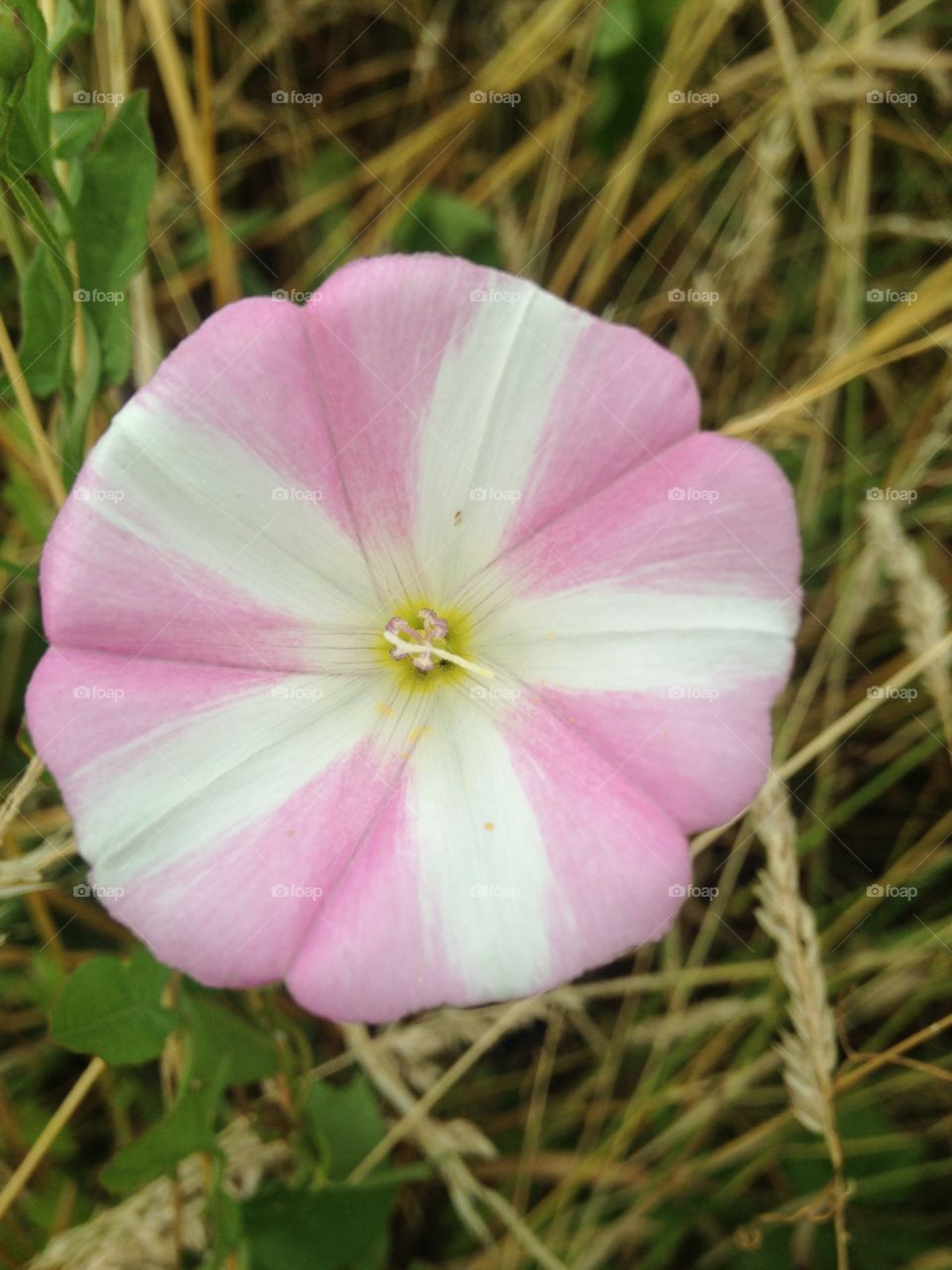 Lovely little pink wild flower found on the hills amongst hay and bracken.
