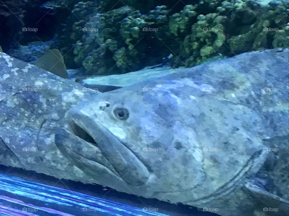 A large grouper fish lying on the bottom of a water tank with its mouth open