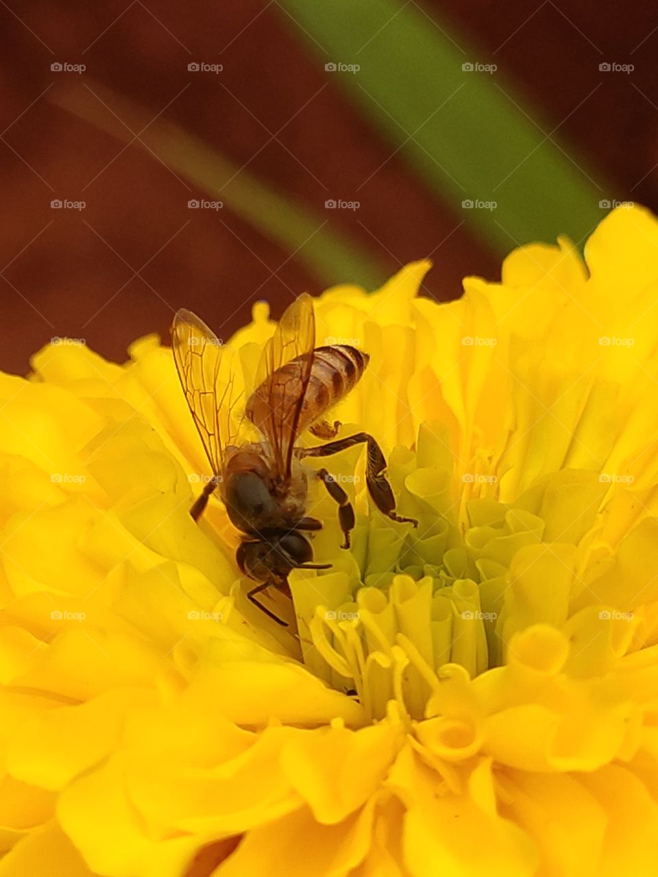 stunning shot of Honeybee digging deep for nectar