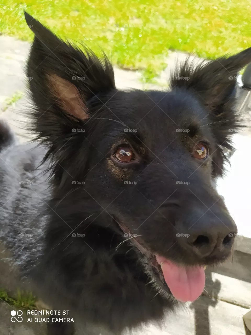 my dog