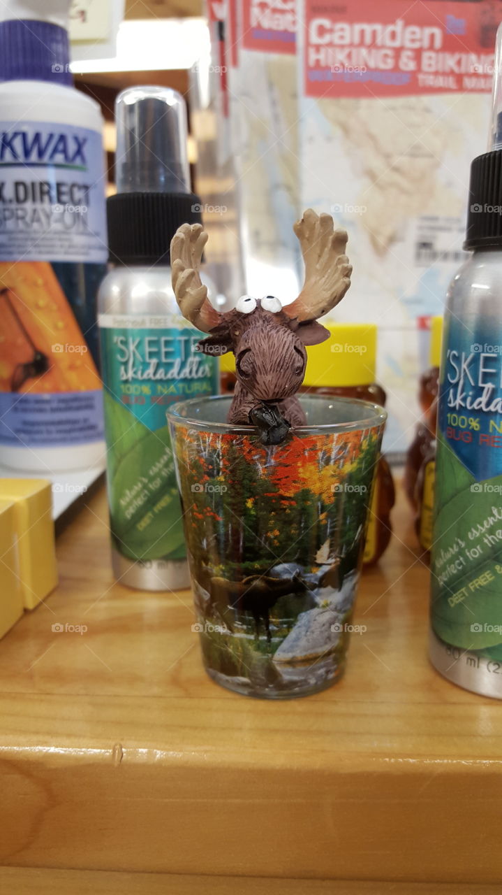 Oh hi there. An adorable moose shot glass from Maine