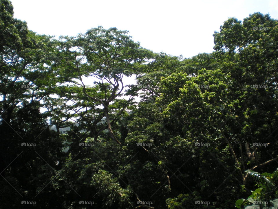 Subic Jungle. jungle canopy in Philippines