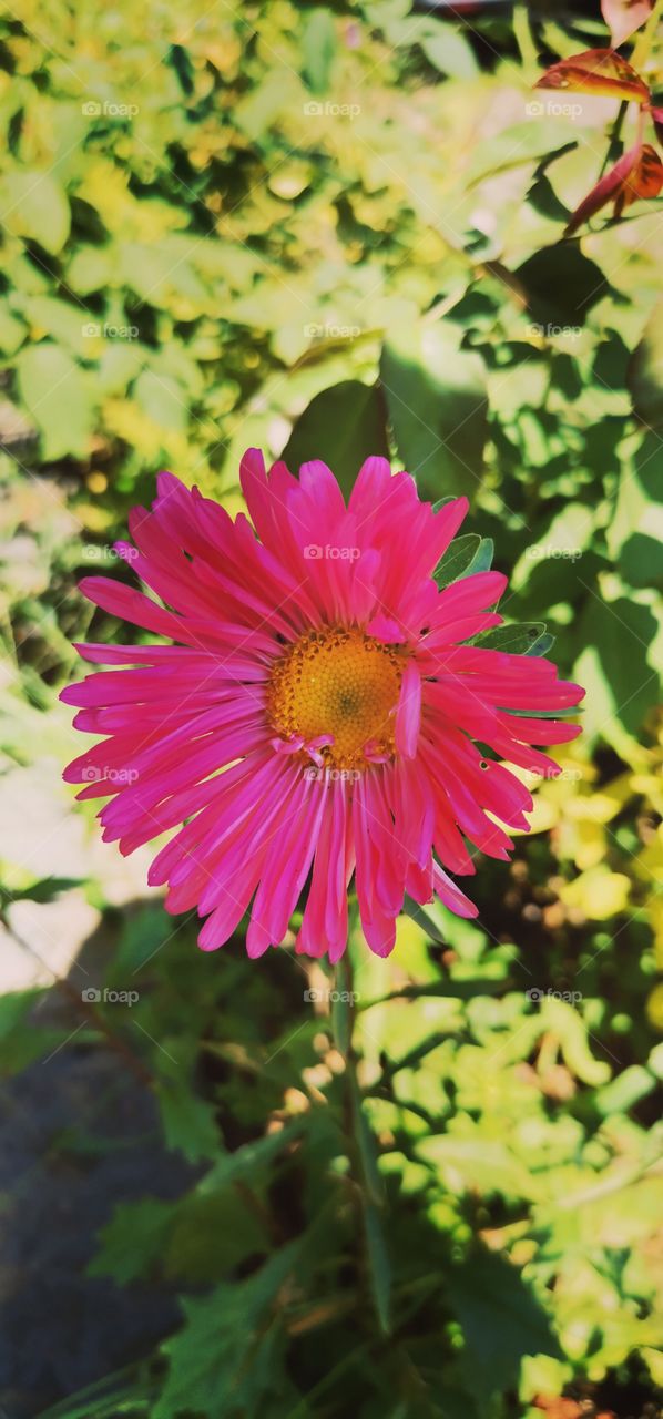 Pink flower