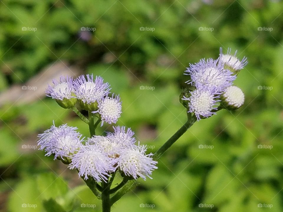 Wild flower