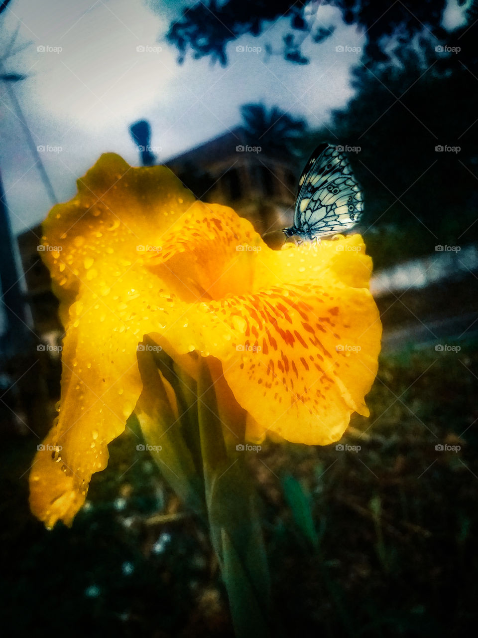 beautiful yellow flower with butterfly