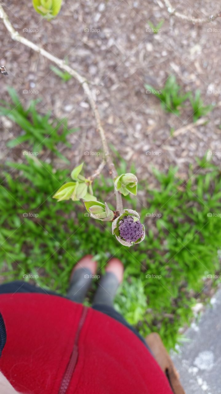 Lilac in Spring