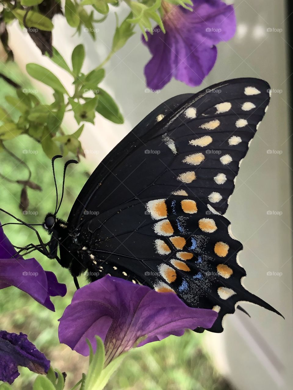 Colorful swallowtail butterfly seated on a purple petunia 