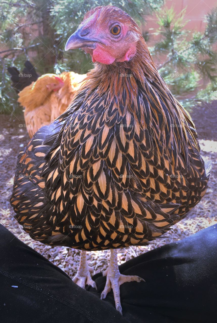 Golden laced Wyandotte hen, backyard free range chicken