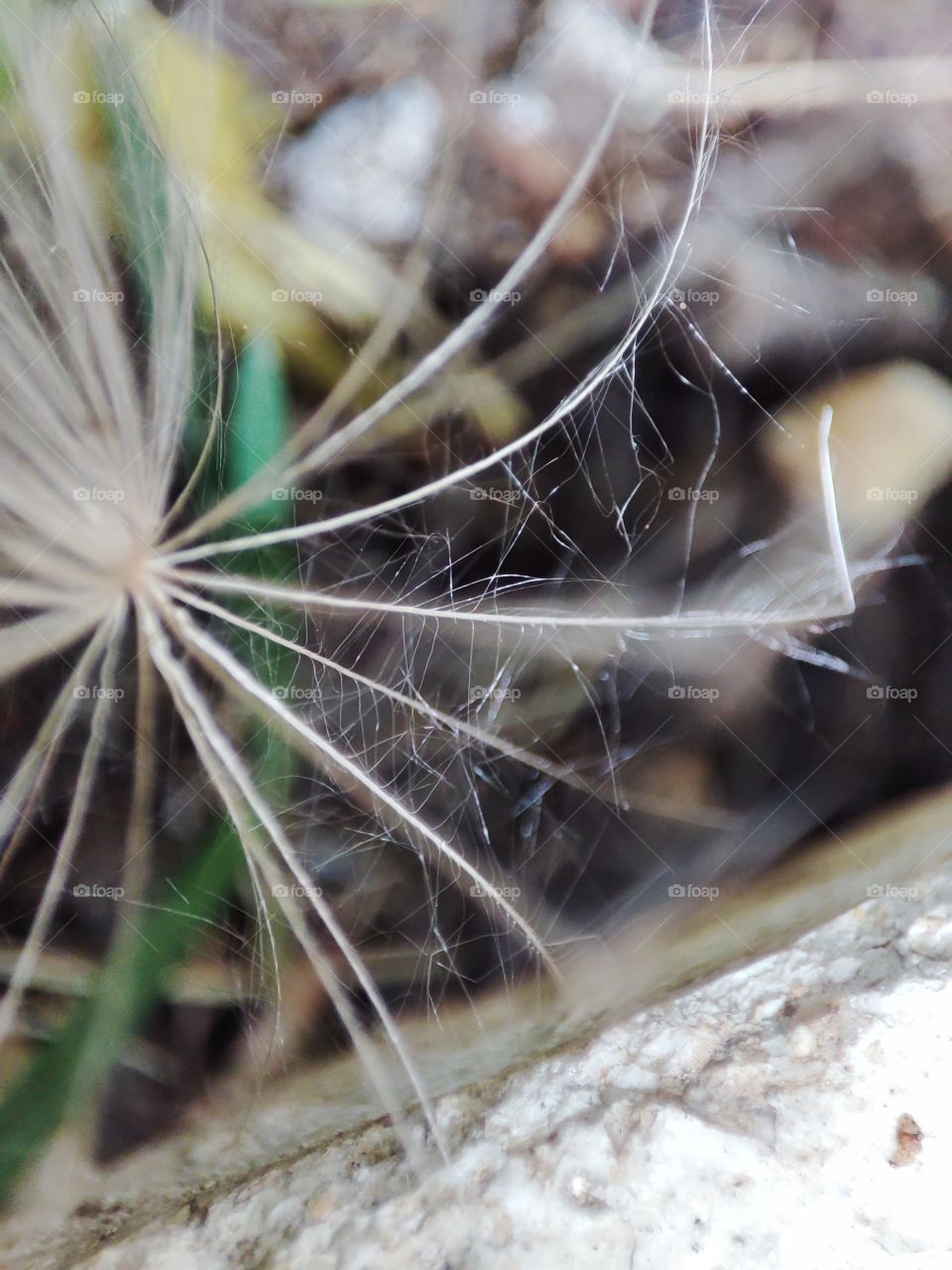 Dandelion up close