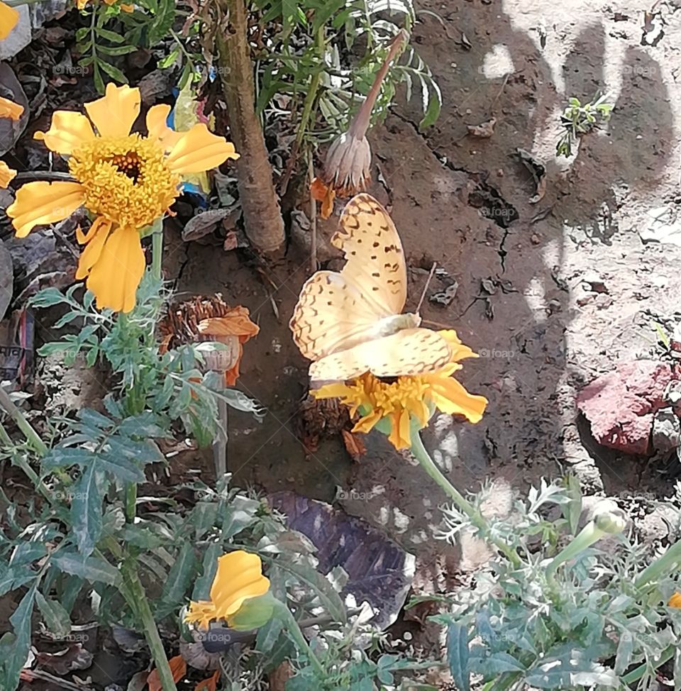 yellow  Butterfly on yellow flower