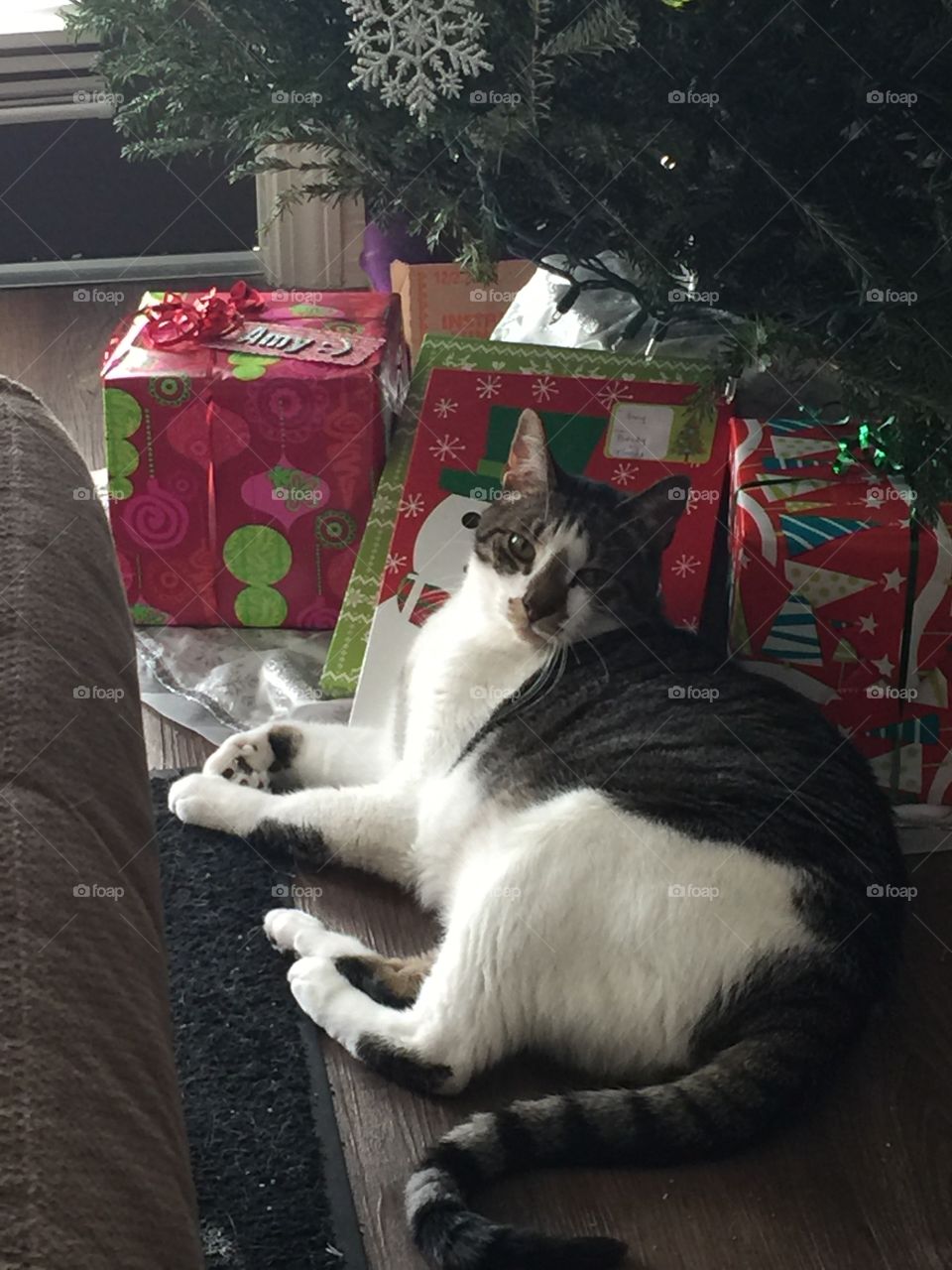 Christmas Kitty