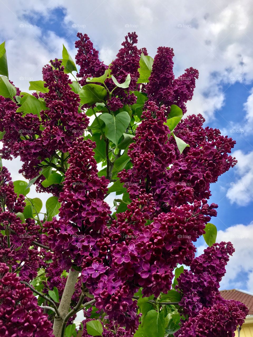 lilacs