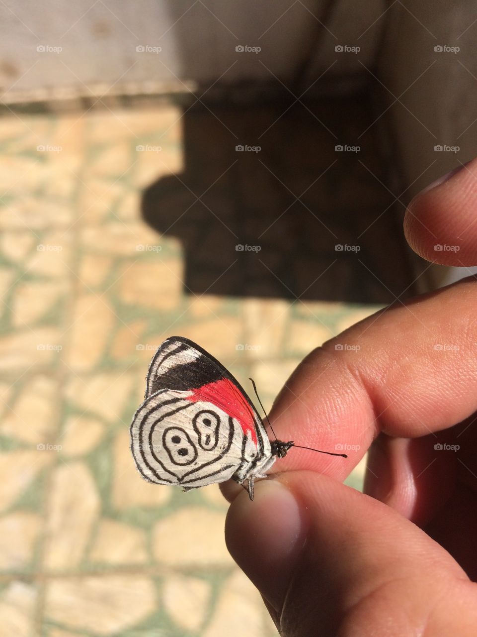 Butterfly 88 - São Paulo - Brazil 