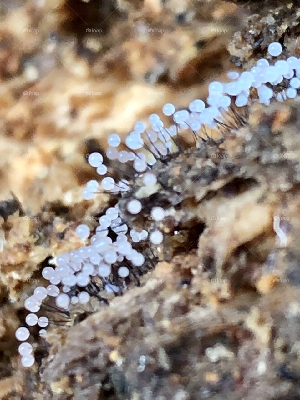 Tiny white globes of the fruiting fungus quickly change into invisible spores that waft with the breezes.