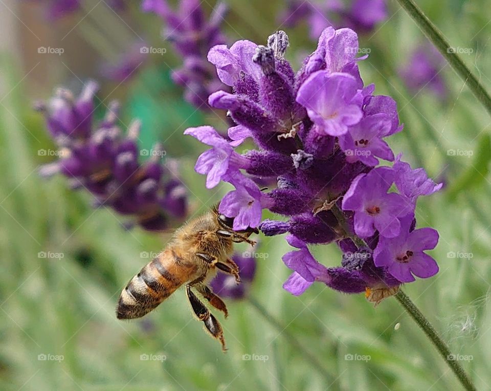 Bee at the lavender