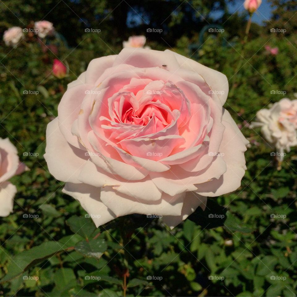 Pink Rose. NY Botanical Gardens