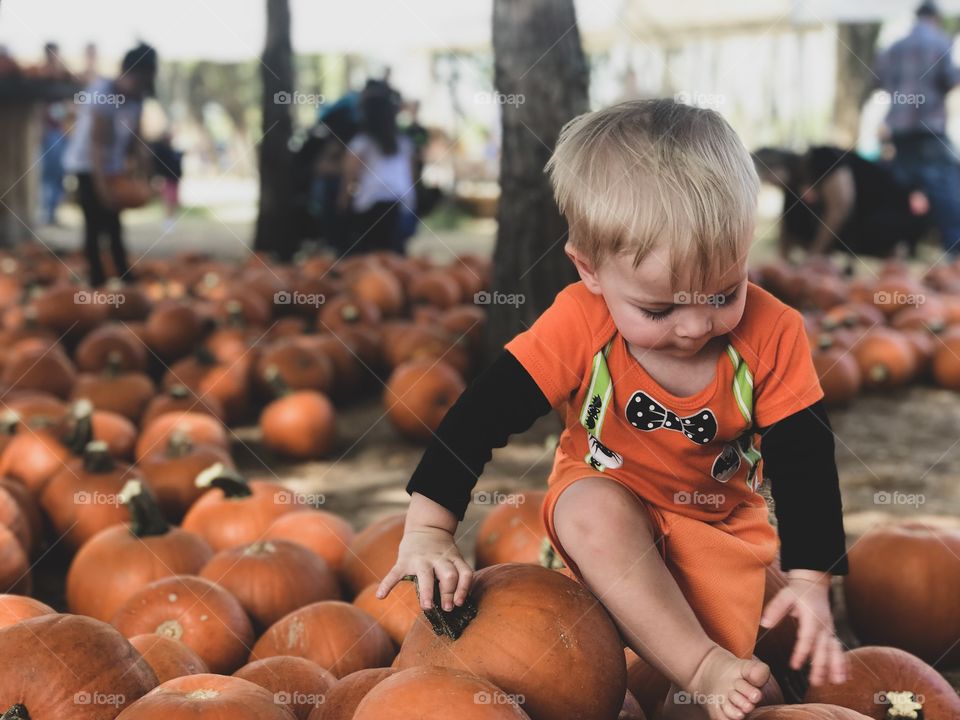 Toddler Boy Climbing through pumpkin patch